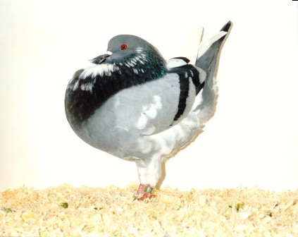 blauwzilverbontgeband